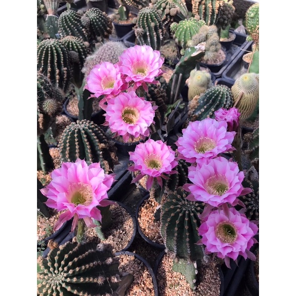 อิชินอปซิสแองเจิ้ล Echinopsis hybrid angle กระบองเพชร แคคตัส cactus