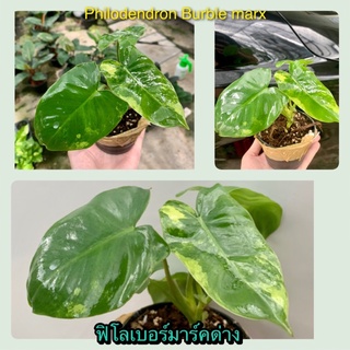 💛💚 Philodendron Burle Marx Variegated  ฟิโลเบอร์มาร์ค ด่าง💚💛