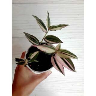 Tradescantia zebrina Quadricolor ก้ามปูหลุด ม่วง