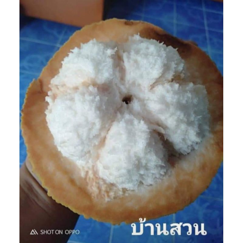 ต้นกระท้อน พันธุ์อีล่ายักษ์ ต้นติดตา สูง 50-60 ซม.