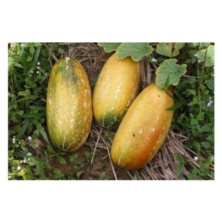 เมล็ดพันธุ์ แตงไทย 35-40มล็ด Thai Melon Seed