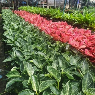 ต้นฟิโลเดนดรอน เบอร์กิ้น (Philodendron Birkin) ต้นใหญ่ สวย