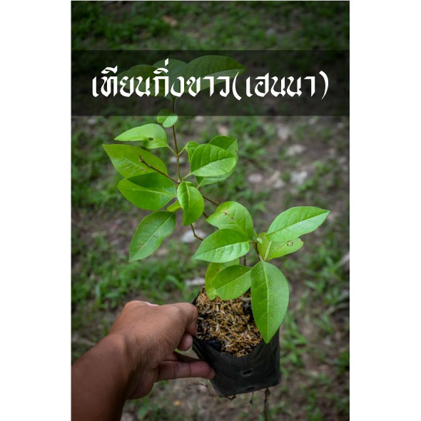 ต้นเทียนกิ่งขาว เฮนนา เอาไปย้อมผมสีดำสวยเงางาม ย้อมผมฟรีตลอดไป ราคา ถูกที่สุด ดีลบีเคเค แกลเลอรีภาพที่ 3