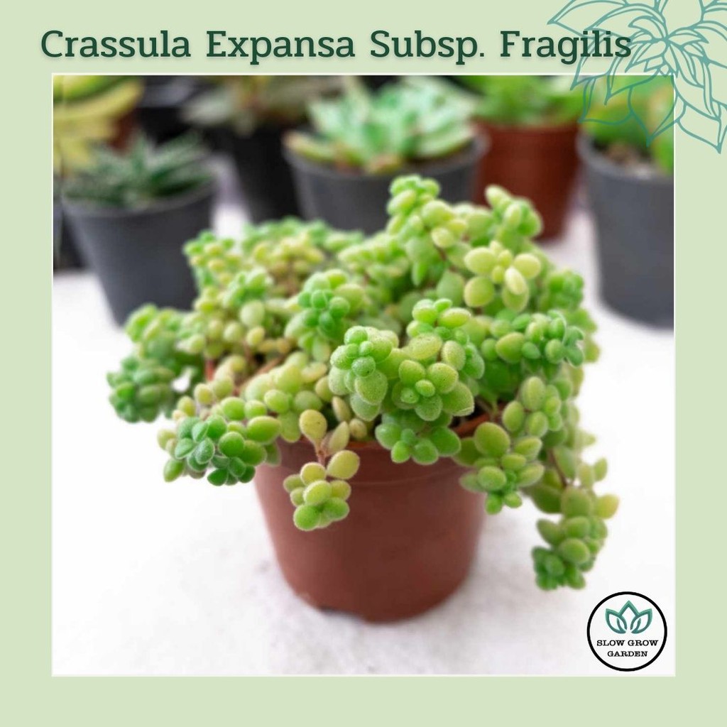 มะลิน้อย Crassula Expansa Subsp. Fragilis กุหลาบหินไม้อวบน้ำคราซูล่า กระถางขนาด 2 นิ้ว ทนแดด ใบเขียวขนนุ่ม ส่งทั้งกระถาง