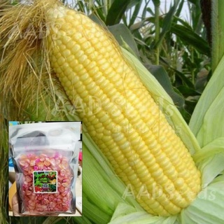 เมล็ดพันธุ์ข้าวโพดหวานลูกผสมฝักใหญ่​ F1Sweet Big Cornบรรจุ​ 200 เมล็ด​ ราคา150บาท