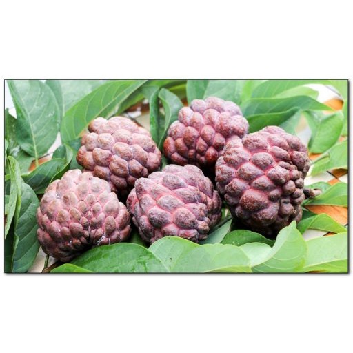 เมล็ดน้อยหน่าครั่ง เมล็ดน้อยหน่าพันธุ์สีม่วง 15 เมล็ด   29 บาท - รูปที่ 2