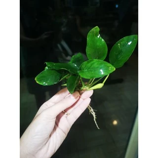 ต้นอนูเบียส​ 🎋ไม้น้ำใช้พันขอนไม้​ พันหิน​ (แถมเอ็นไปพันต้นไม้)​