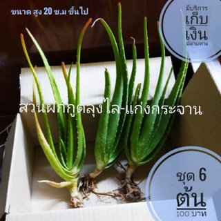 ต้นว่านหางจระเข้ (ชุด 6 ต้น 100 บาท)​ความสูง 20 ซ.ม ขึ้นไป พันธุ์บาร์บาเดนซิส กาบใหญ่ ต้นใหญ่ เนื้อเน้นๆ