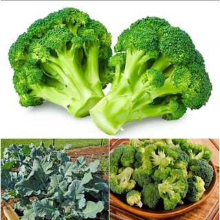 เมล็ดพันธุ์ บล็อคโคลี่ 50 เมล็ด Broccoli เมล็ดพันธุ์แท้ ปลูกผัก สวนครัว ถูกดี ปลูกง่ายโตไว