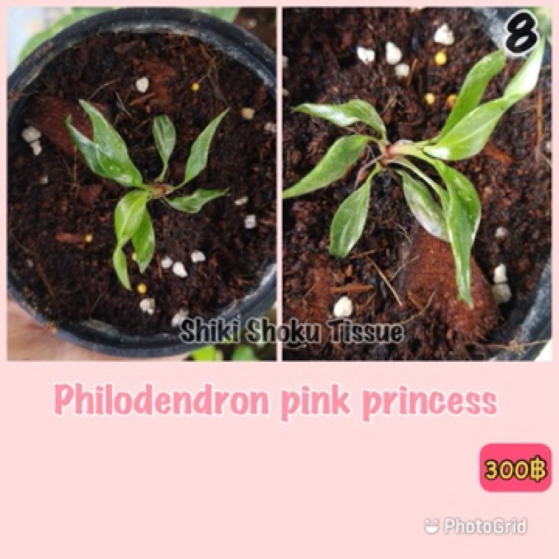 philodendron pink princess(พิ้งค์ปริ้นซ์)