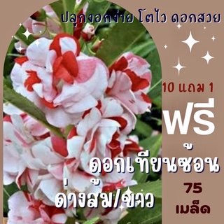 เมล็ดพันธ์ุ ดอกเทียนซ้อน ดอกเทียนด่าง 75 เมล็ด เทียนซ้อนด่าง ส้ม/ขาว ✅ราคาถูก🪴ปลูกง่าย ดอกสวยมาก🔥ซื้อ10แถม1 คละได้🔥