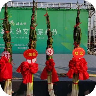 เมล็ดต้นหอมญี่ปุ่น 1,500 เมล็ด ( 4.5 - 5 กรัม ) Japanese Bunching Onion สายพันธุ์OP