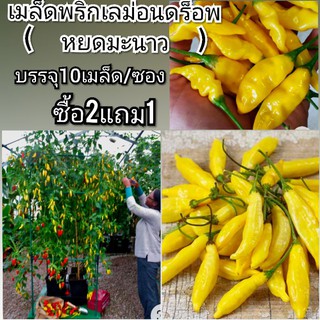 เมล็ดพริก Lemon Drop (เมล็ด)