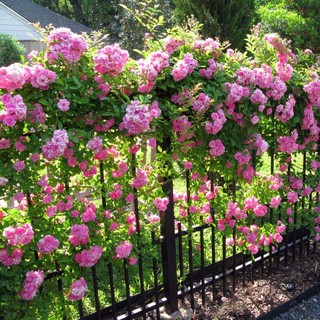 เมล็ดพันธุ์ กุหลาบเถาเลื้อย สายพันธุ์อังกฤษ สีชมพู ดอกใหญ่ Climbing Rose Seeds นำเข้าจากต่างประเทศ 30 เมล็ด