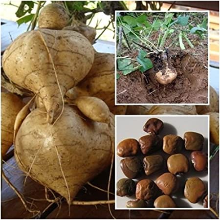 50 เมล็ด มันแกว Yam Bean มันแกว Jícama Yam Bean seeds