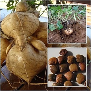 15 เมล็ด เมล็ดมันแกว Yam Bean มันแกว (Jícama)  Yam Bean seeds