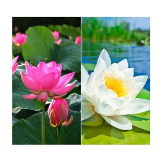 7 เมล็ด เมล็ดบัว คละสี ดอกใหญ่ สายพันธุ์เมล็ดบัว ดอกบัว Lotus seeds