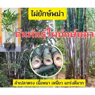 ต้นพันธุ์ไผ่ยักษ์พม่า Dendrocalamus Giganteus ไผ่ใหญ่ ลำเปลาตรง เนื้อหนา เหนียว เเกร่ง ต้นพันธุ์  229 ฿