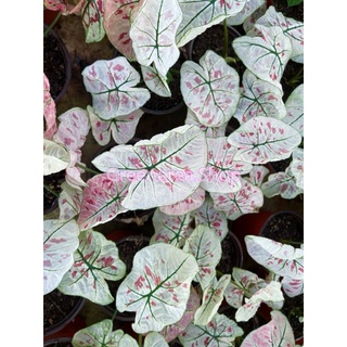 บอนสี สตรอเบอรี่สตาร์  StrawberryStar Caladium (จัดส่งเป็นต้นพร้อมกระถาง)