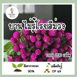 เมล็ดพันธุ์ บานไม่รู้โรยสีม่วง จำนวน 200 เมล็ด เมล็ดพันธุ์OPแท้ อัตราการงอกสูง 🌱