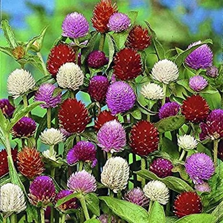 เมล็ดพันธุ์ บานไม่รู้โรย คละสี Gomphrena Mix Seeds ดอกไม้ พรรณไม้ คุณภาพ 100 เมล็ด ปลูกง่าย ออกดอกบ่อย ทนฝน ทนแดด