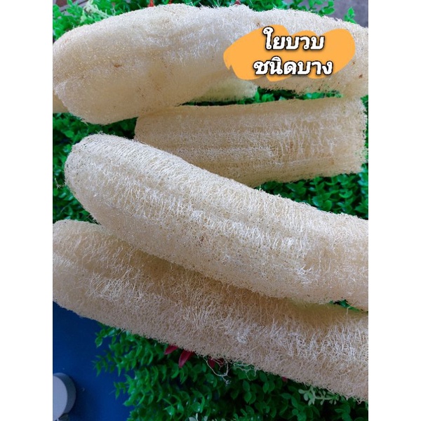 🌱ใยบวบชนิดบาง คละขนาด🌱 ใยบวบสำหรับขัดหน้า สำหรับผิวบอบบาง