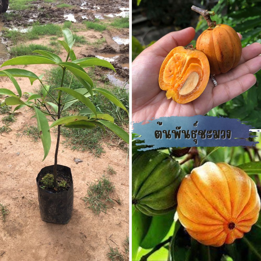 ต้นชะมวง (1ต้น) หมากโมง ส้มมวง ชะมวง ต้นชะมวง ต้นส้มโมง หมูชะมวง ใช้ปรุงอาหารได้หลายอย่าง พร้อมส่ง