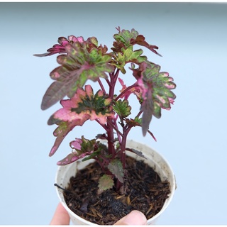 ฤาษีผสมม่วง ต้นฤาษีผสม ฤษีผสม coleus  ซื้อ 5 ฟรี  1 ต้นไม้มงคล ไม้มงคล ฟอกอากาศ พร้อมส่งกระถาง 3 นิ้ว