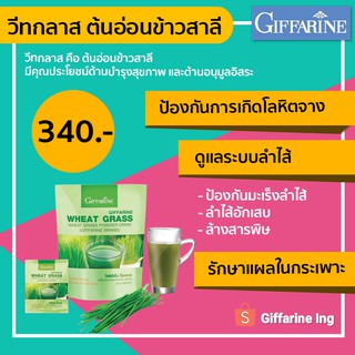 ต้นอ่อนข้าวสาลี วีทกราส wheat grass กิฟฟารีน บำรุงเลือด ดูแลโลหิตจาง เพิ่มระดับเม็ดเลือดแดง