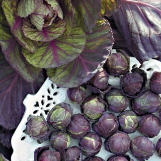 เมล็ดกระหล่ำดาวม่วง Purple Brussels Sprout