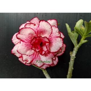 ลายไทย ดอกใหญ่ ลายคม บานสวย ต้นชวนชม adenium plant