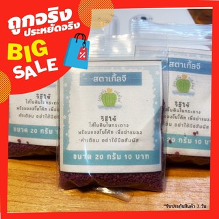 แบ่งขาย สตาร์เกิลจี โรยก้นกระถาง