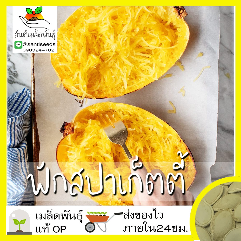 เมล็ดพันธุ์ ฟักสปาเก็ตตี้ 10 เมล็ด spaghetti squash Seed เมล็ดพันธุ์แท้ นำเข้าจากต่างประเทศ ปลูกผัก สวนครัว ถูกดี ฟักทอง