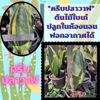 (1 กระถาง)ครีบปลาวาฬ ต้นครีบปลาวาฬ จัดส่งทั้งกระถางเป็นไม้ประดับ ไม้มงคล ช่วยฟอกอากาศ พร้อมจัดส่ง