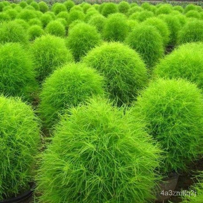 （การันตีอัตรางอก）เมล็ดพันธุ์ Kochia Scoparia Seeds บรรจุ 100 เมล็ด ต้นไม้ฟอกอากาศ ประดับ ไม้ประดับ พันธุ์ไม้หายาก