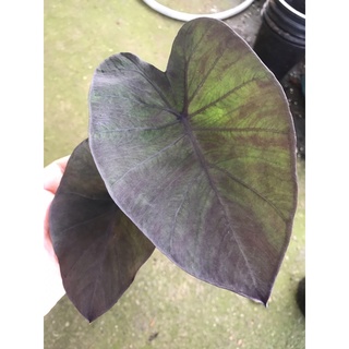 Colocasia esculenta Black Magic บอนดำ แบล็กเมจิก