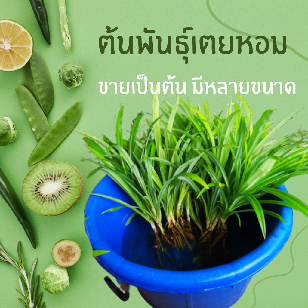 พันธุ์เตยหอม ต้นเตยหอม ต้นเตย ขายเป็นต้น