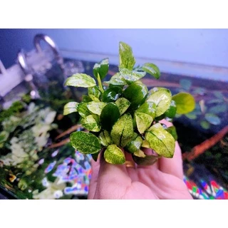 anubias Nana pinto, nana white ใบน้ำ 💯% ตัดยอดจากต้นแม่มาขาย