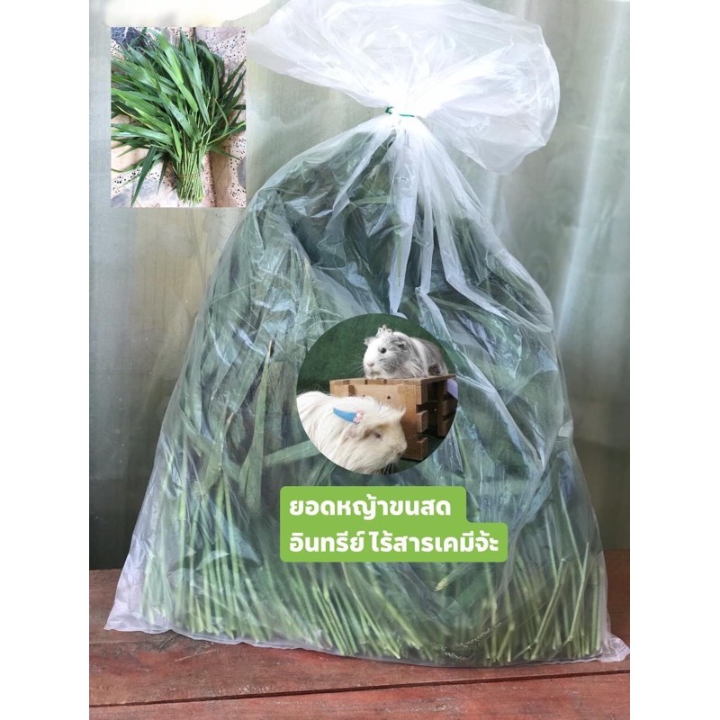 ส่งฟรี.ยอดหญ้าขนสด อินทรีย์ สำหรับหนูแกสบี้ & กระต่าย ตัดสดส่งทุกวัน 1 กก.