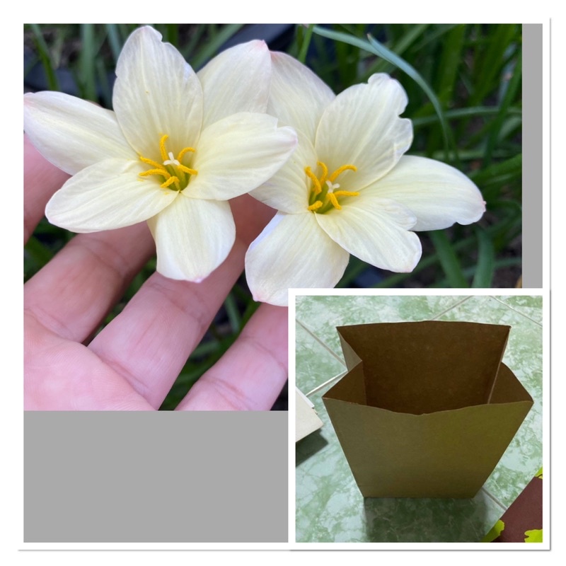 114L.หัวดอกบัวดิน Noble Gold หัวละ 20 บาท