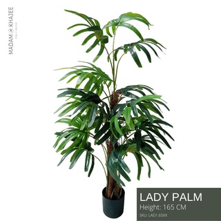 Lady Palm Height 165cm ต้นจั๋ง ความสูง 165ซม ต้นไม้ปลอมเกรดพรีเมี่ยมเพื่อการตกแต่ง