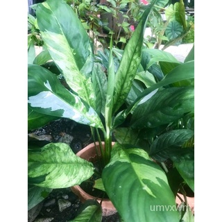 Varigated Peace Lily Healthy Live Rooted Plant鲜花/园艺/帽子/生菜/玫瑰/seeds/苹果/上衣/文胸/向日葵//กุหลาบ FYDK