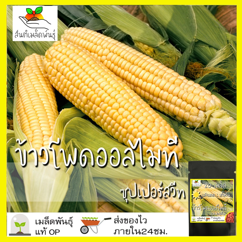 เมล็ดพันธุ์ ข้าวโพดหวานออลไมทีซุปเปอร์สวีท 99 F1 20 เมล็ด Almighty Super Sweet 99 Corn F1 เมล็ดพันธุ์แท้ นำเข้า ปลูกง่าย