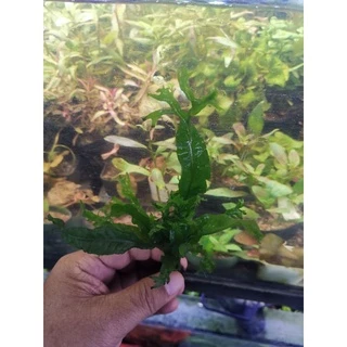 เฟรินรากดำต้นไม้น้ำ( Java fern )หลายชนิด Microsorium ต้นไม้ตกเเต่งตุ้ปลากรุณา อ่านรายละเอียกก่อนสั่ง