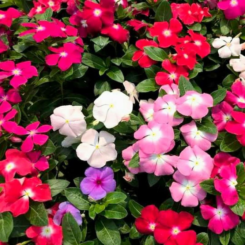 ต้นแพงพวย ดอกออกใหม่ทุกวัน🌸ใส่ถุงดำขนาด 5 นิ้ว🍃ไม้ดอกอายุหลายปีทนแดดทนร่ม แพงพวยชนิดพุ่มไม่เลื้อย