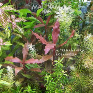 เรนิกี้ ‘โรเซ้’ - ALTERNANTHERA ROSAEFOLIA ต้นไม้น้ำ