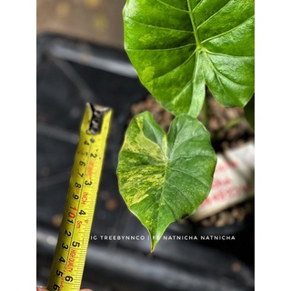 หูช้างด่างเหลือง : Alocasia Gageana Aura Variegated ใหญ่ทุกต้นทักแขทมาดูต้นเต็ม