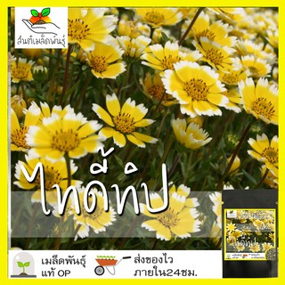 เมล็ดพันธุ์ ไทดี้ทิป 150 เมล็ด Tidy Tip เมล็ดพันธุ์แท้ นำเข้าจากต่างประเทศ พืชผัก สวนครัว ปลูกง่าย โตไว