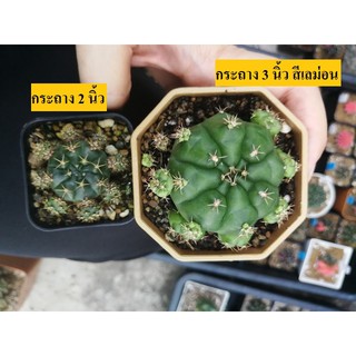 ยิมโนแม่ลูกดก Gymnocalycium damsii ยิมโนแดมซิไอ แม่ลูกดก ลูกชุบ