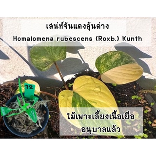 เสน่ห์จันทร์แดงลุ้นด่าง (Homalomena rubescens Roxb. Kunth) ไม้เพาะเลี้ยงเนื้อเยื่ออนุบาลแล้ว